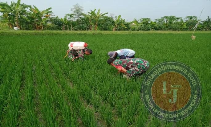 Babinsa Dampingi Petani Cabuti Gulma, Antisipasi Gagal Panen