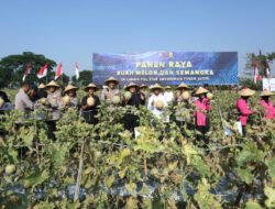 Brimob Polda Jatim Panen Melon dan Semangka, Dukung Program Ketahanan Pangan Nasional