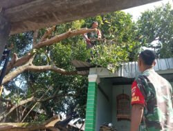 Babinsa Ngemplak Gerak Cepat Evakuasi Pohon Tumbang, Warga Terbantu Minimalkan Kerugian