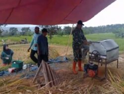 Petani Panen, Babinsa Kodim Ponorogo Bantu Rontokkan Padi