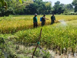 Antisipasi Hama Penyakit, Babinsa Bantu Petani Semprot Tanaman Padi