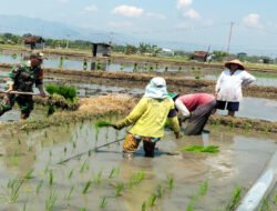 Babinsa Kodim Ponorogo Tanam Padi Bersama Petani