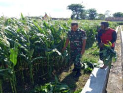 Sukseskan Ketahanan Pangan, Babinsa Kodim Ponorogo Pendampingan Petani Jagung