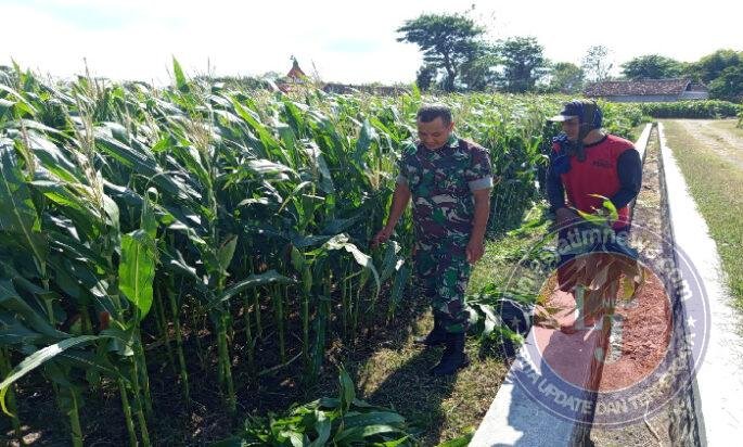 Sukseskan Ketahanan Pangan, Babinsa Kodim Ponorogo Pendampingan Petani Jagung