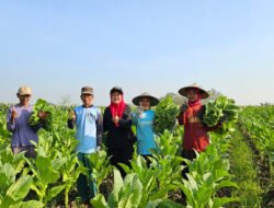 Ketua Fraksi PDIP Lamongan Serap Aspirasi Petani Tembakau