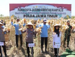Kapolda Jatim Bersama Forkopimda Banyuwangi Gelar Panen Jagung Serentak 1.446 Ton
