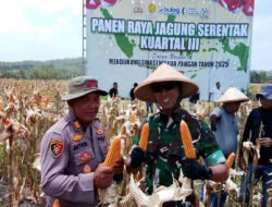 Forkopimda Boyolali Gelar Panen Raya Jagung Serentak, Dorong Ketahanan Pangan Daerah