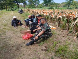 Babinsa Koramil 01/Boyolali Turun ke Sawah, Bantu Panen Jagung dan Dorong Ketahanan Pangan