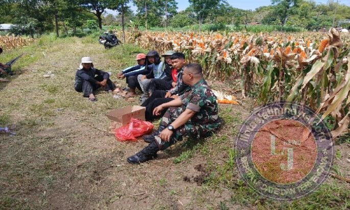 Babinsa Koramil 01/Boyolali Turun ke Sawah, Bantu Panen Jagung dan Dorong Ketahanan Pangan