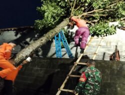 Hujan Deras Disertai Angin Kencang Robohkan Pohon di Boyolali, Babinsa dan BPBD Gerak Cepat Bantu Warga