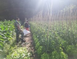 Babinsa Selo Dampingi Petani Wujudkan Swasembada Pangan