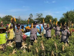 Wujudkan Program Ketahanan Pangan Polres Probolinggo Bersama Kelompok Tani Panen Jagung di Bantaran