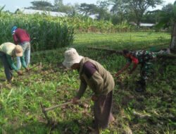 Babinsa Kodim Ponorogo Bantu Petani Rawat Tanaman Jagung