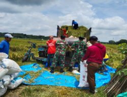 Musim Panen Tiba, Babinsa Hadir di Sawah Dampingi Petani