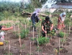 Babinsa Koramil Panceng Dampingi Perawatan Tanaman Cabe di Program P2B