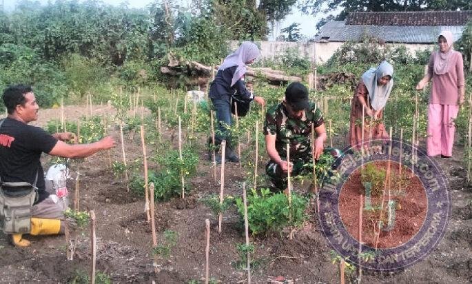 Babinsa Koramil Panceng Dampingi Perawatan Tanaman Cabe di Program P2B