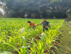 Babinsa Kodim Ponorogo Bantu Petani Semprot Hama Tanaman Jagung
