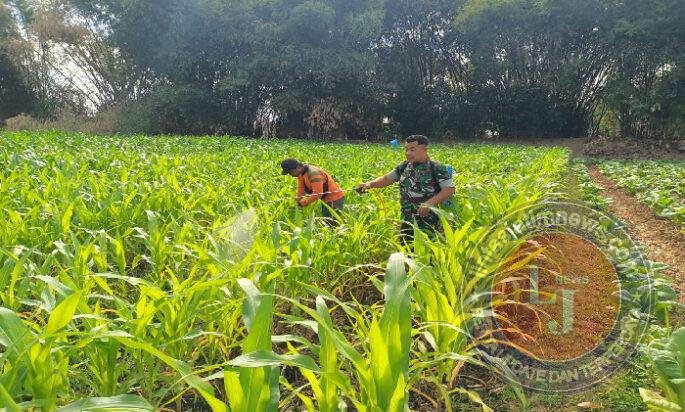 Babinsa Kodim Ponorogo Bantu Petani Semprot Hama Tanaman Jagung