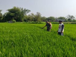 Babinsa Kodim Ponorogo Aktif Lakukan Pendampingan dan Pengawalan Kepada Petani