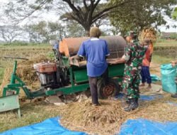 Tak Takut Gatal, Babinsa Bergelut dengan Tleser Demi Bantu Petani