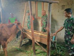 Burhan Cek Kebersihan Kandang Sapi, Pastikan Ternak Warga Sehat dan Terawat