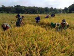 Babinsa Membaur Dengan Petani Saat Panen Padi