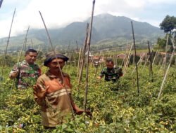 Babinsa Cepogo Turun ke Sawah, Bantu Petani Panen Cabai Demi Ketahanan Pangan