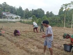 Babinsa Turun ke Lahan, Bantu Petani Tanam Jagung