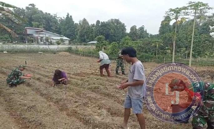 Babinsa Turun ke Lahan, Bantu Petani Tanam Jagung