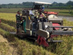 Efisiensi Kerja, Babinsa Bantu Petani Panen Padi Menggunakan Mesin Combi