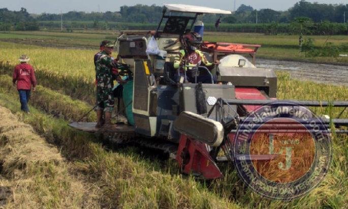 Efisiensi Kerja, Babinsa Bantu Petani Panen Padi Menggunakan Mesin Combi