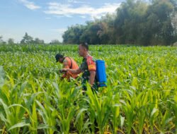 Petani Semprot Hama Tanaman Jagung, Babinsa Kodim Ponorogo Dampingi