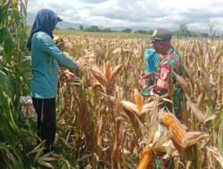 Babinsa Kodim Ponorogo Pendampingan Petani Panen Jagung