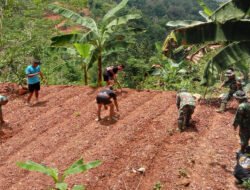 Perkuat Ketahanan Pangan Satgas TMMD 126 Desa Petungsinarang Menanam Sayur Bersama Warga