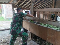 Babinsa Koramil Kemusu Dorong Peternak Kambing Tingkatkan Kebersihan Kandang dan Produktivitas