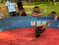 Oknum Mengaku Wartawan Diduga Ikut Judi Sabung Ayam