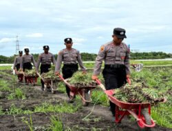 Live In : Siswa Diktukba SPN Polda Jatim Bantu Petani Bawang Merah di Nganjuk