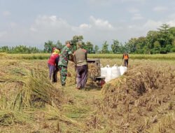 Aktif Pendampingan, Babinsa Kodim Ponorogo Bantu Warga Panen Padi