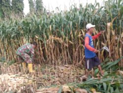 Pendampingan Petani, Babinsa Kodim Ponorogo Bantu Panen Jagung