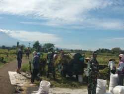 Musim Panen Tiba, Pasukan Loreng Hadir Mendampingi Petani, Jaga Ketahanan Pangan Nasional
