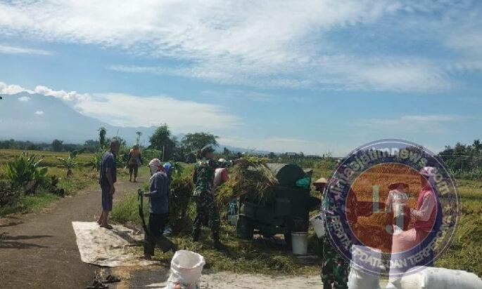 Musim Panen Tiba, Pasukan Loreng Hadir Mendampingi Petani, Jaga Ketahanan Pangan Nasional