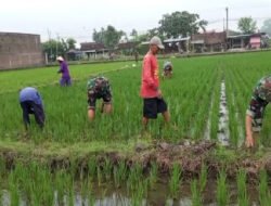 Babinsa Terjun Langsung Atasi Gulma Padi Petani