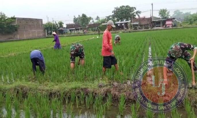 Babinsa Terjun Langsung Atasi Gulma Padi Petani