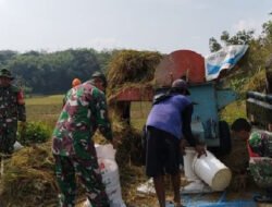 Babinsa Bantu Petani Memanen Padi untuk Meringankan Beban Kerja Petani Desa Pilangsari