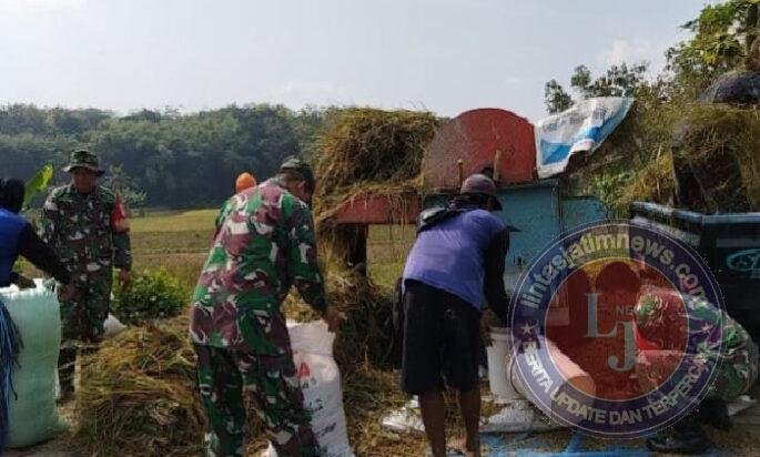 Babinsa Bantu Petani Memanen Padi untuk Meringankan Beban Kerja Petani Desa Pilangsari