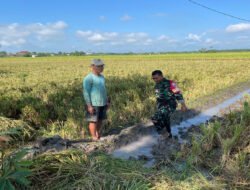 Dukung Swasembada Pangan, Babinsa Kuwu Bantu Petani Siapkan Lahan Padi