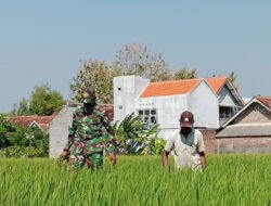 Babinsa Kodim Ponorogo Bantu Petani Rawat Tanaman Padi