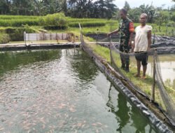 Babinsa Dukung Pengembangan Budidaya Ikan Nila di Desa Tileng
