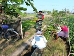 Babinsa Kodim Ponorogo Pendampingan Petani Tingkatkan Ketahanan Pangan