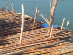 ​Ancaman Pidana Rp2,5 Miliar di Depan Mata: Penampung Kayu Bakau ilegal di Lingga Santai Beroperasi Tanpa Izin!